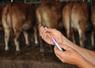 Une seringue de vaccination en préparation devant un troupeau de bovins