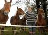Arnaud Prat entouré de 4 chevaux sur sa prairie.