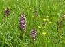 Des orchidées dans une pelouse sèche