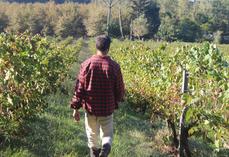 Un viticulteur arpente ses rangées de vignes
