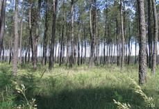 Forêt de pins maritimes dans les Landes