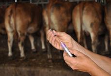 Une seringue de vaccination en préparation devant un troupeau de bovins