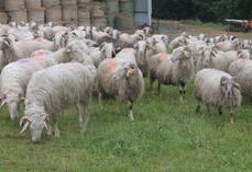 Des brebis dans une prairie