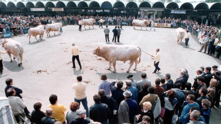 file-Au milieu des années quatre-vingt-dix, réunir plusieurs centaines de bovins durant la foire de Bordeaux ressemblait à une gageure. D’autant que les installations du parc des expositions n’étaient pas à la hauteur de ce qu’elles sont aujourd’hui.