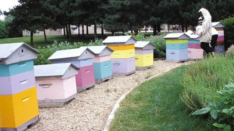file-Tout possesseur de ruche ou de colonie d’abeille doit en faire la déclaration auprès du ministère de l’agriculture. Cette année, la démarche peut se faire par internet entre le 1er septembre et le 31 décembre.