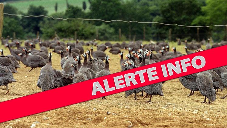 file-La découverte de ces deux cas de grippe aviaire risque de fortement chambouler la production landaise de volailles fermières et de palmipèdes à foie gras.