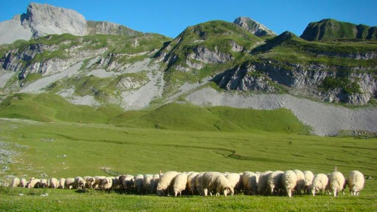 file-Le plateau d’Anouihas accueille chaque été les troupeaux de 7 bergers.