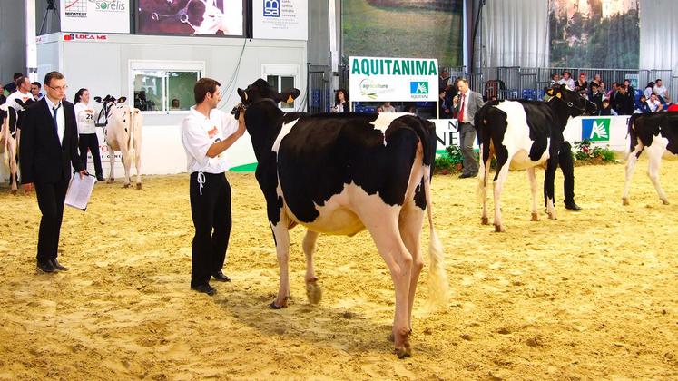 file-Les concours dans le cadre d’Aquitanima permettent aux éleveurs de se retrouver autour du ring. L’occasion pour eux d’échanger, entre passionnés, sur la génétique.