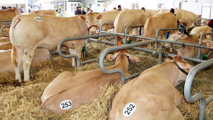 file-Avec plus de 400 bovins exposés ou en concours et une vingtaine de races ovines représentées, le record du nombre d’animaux a été battu lors des trois journées d’Aquitanima.