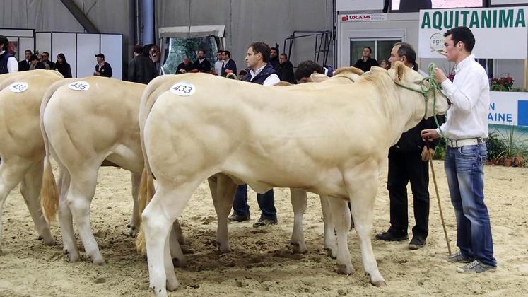 file-Le meilleur de la génétique du Sud-Ouest de l'Europe a rendez-vous sur le ring du hall 4 du parc des expositions de Bordeaux-Lac