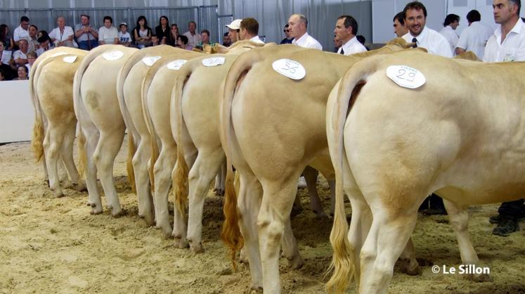 file-L’Union Génisse des Pyrénées organisera de son côté la vente d’une vingtaine de jeunes femelles sélectionnées dans les élevages de la région.