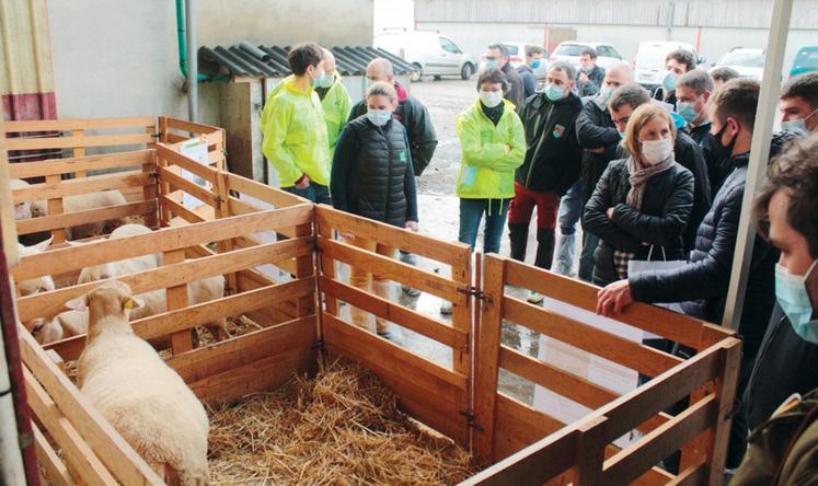 file-Les éleveurs ont pu évoquer le sujet des agneaux croisés. Une option qui permet d’améliorer la qualité bouchère des animaux, postulat pour conquérir de nouveaux marchés.