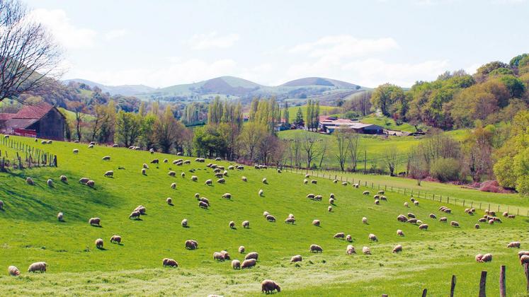 file-Les élevages ovins des Pyrénées-Atlantiques sont confrontés à la baisse de la main d'œuvre familiale.