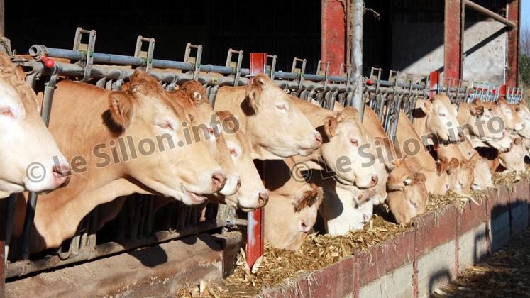 file-Un rapport du Conseil général de l’alimentation, de l’agriculture et des espaces ruraux montre que les éleveurs allaitants ont du mal à franchir le pas de la contractualisation.