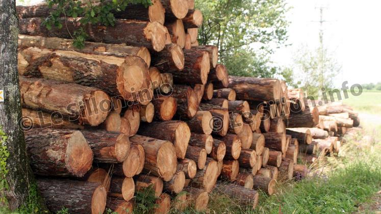 file-Aujourd’hui, la forêt compense en France 20% des émissions de CO2 observe Cyril Le Picard, président de France Bois Forêt, mais selon lui «on pourrait arriver à 40% pour 2030».