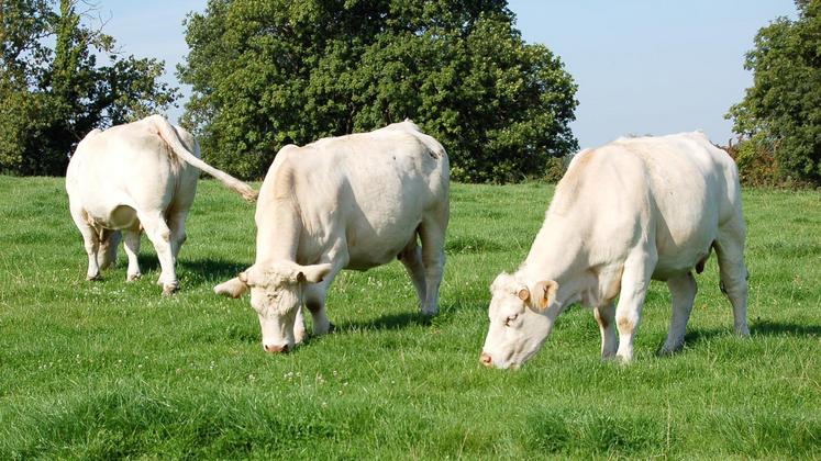 file-Exemple de la déconnexion des éleveurs avec les attentes des consommateurs : en dix ans, la part d’enrubannage et de maïs ensilage a progressé, alors qu’ils plébiscitent l’alimentation à l’herbe.