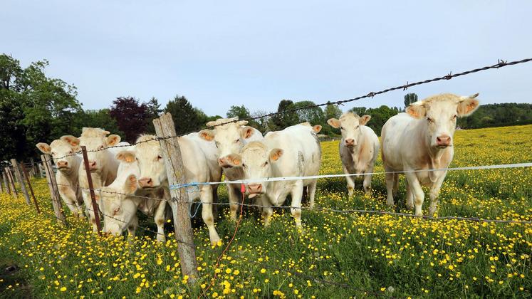 file-Dans son dossier annuel, présentant l’économie des bovins viande, l’Institut de l’élevage (Idele) précise que 2017 a été une année très contrastée.