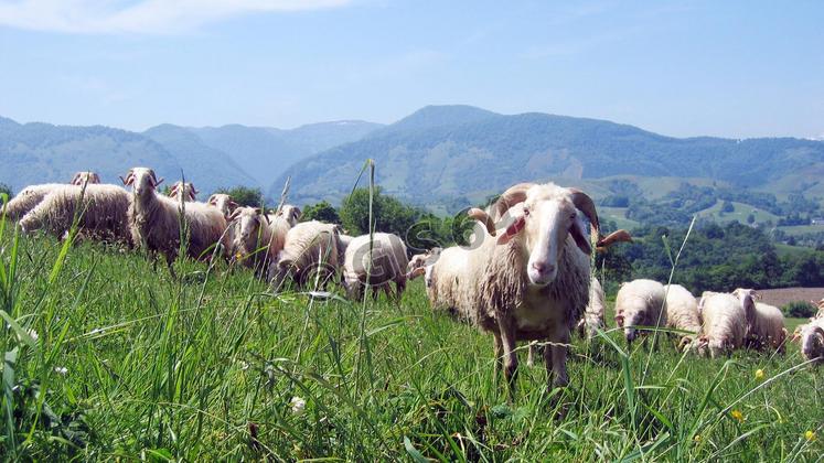 file-L’aide ovine de base est estimée à 21€, avec une majoration de 2€ pour les 500 premières brebis. L’aide complémentaire estimée à 6€ pour les nouveaux producteurs.