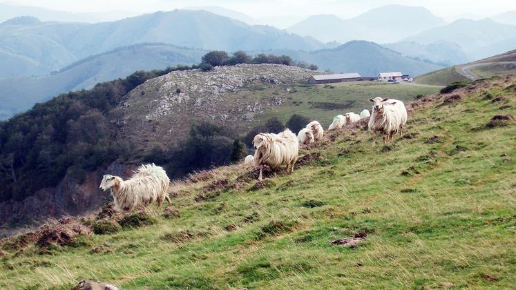 file-Lors de la dernière campagne, 57,5millions de litres ont été collectés et les transformations fromagères totales sont en progression. Néanmoins, de plus en plus de producteurs arrêtent et ne sont pas forcément remplacés.