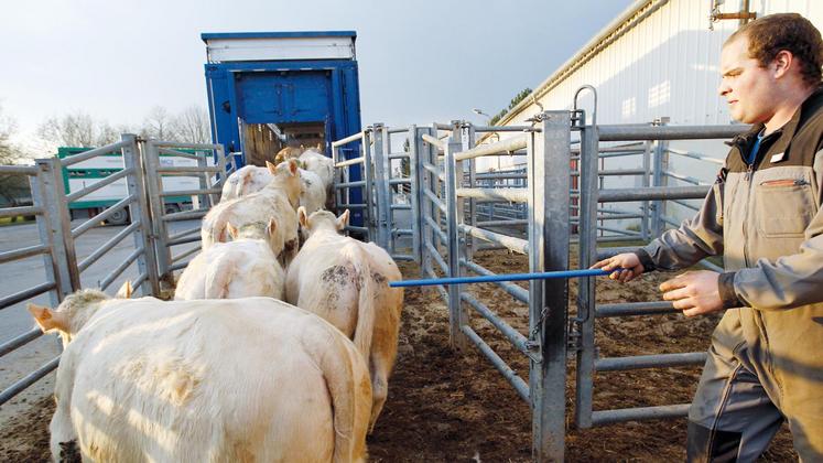 file-Selon l’Institut de l’élevage, 6,77 millions de tonnes équivalent carcasse de viande bovine seraient produites en 2021, soit 104.000 TEC de moins que l’an passé (ou -1,4%).