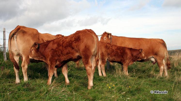 file-L’aide aux bovins allaitants (ABA), l’aide aux bovins laitiers (ABL) et les aides aux veaux sous la mère et aux veaux Bio (AVSLM) remplacent la prime au maintien du troupeau de vaches allaitantes (PMTVA) qui disparaît.