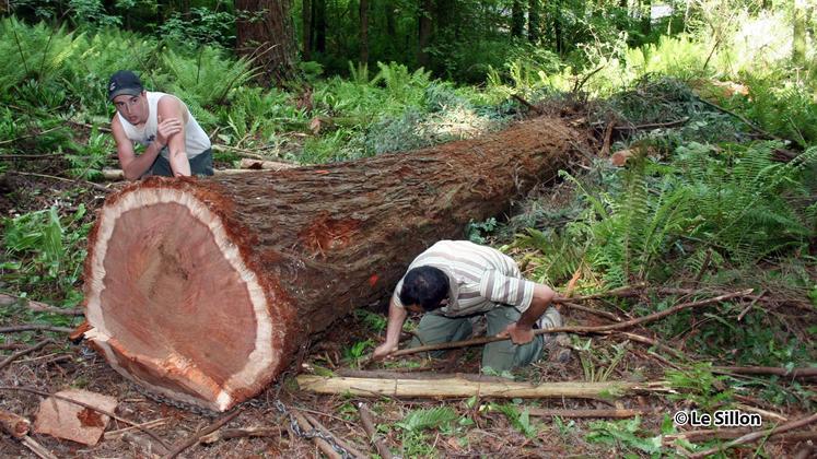 file-Le séquoia, originaire de l'Amérique du Nord, s'acclimate très bien en sud Adour. Cet arbre peut atteindre 35 à 40 mètres de haut.