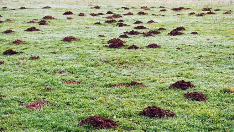 file-Dégâts de campagnols terrestres dans une prairie.