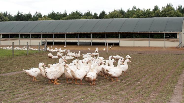 file-Un premier cas d'influenza aviaire dans un élevage avicole a été décelé dans les Landes ce 5 décembre.