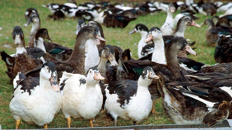 file-Les effectifs de palmipèdes à foie gras devraient tomber à 26,5 millions de têtes, contre 30,5 en 2019. À comparer avec 38 millions en 2015.