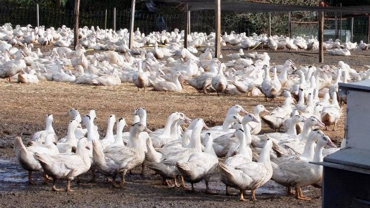 file-De nombreux foyers d'influenza aviaire ont été confirmés en Allemagne, aux Pays-Bas, au Royaume-Uni, en Irlande et au Danemark.