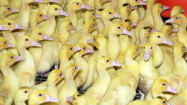 file-À ce jour, sept foyers d’influenza aviaire ont été confirmés dans des élevages du Sud-Ouest.