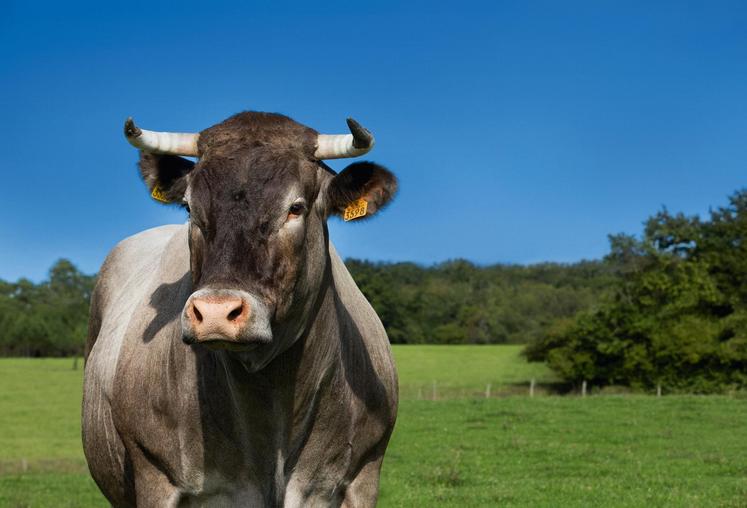 file-L’égérie du SIA 2016 est Cerise, une vache bazadaise. Il en existe environ 4.000 en France et une action est menée à travers trois pépinières de génisses pour augmenter le cheptel.