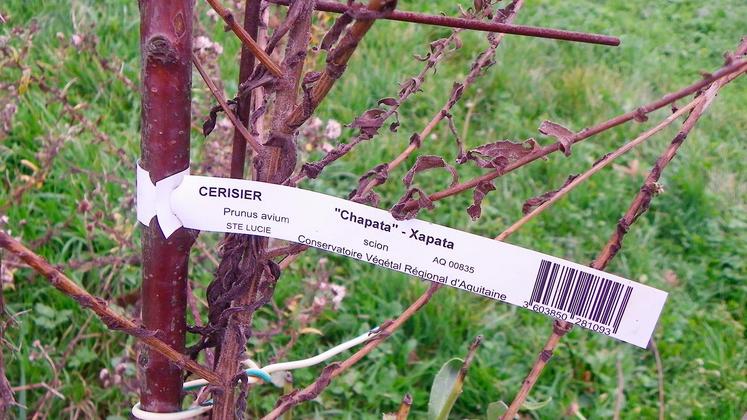 file-Le Conservatoire végétal régional d’Aquitaine dispose de seize espèces fruitières, comme la Xapata, une cerise de très grande qualité gustative, très cultivée dans le village d’Itxassou, au Pays basque.