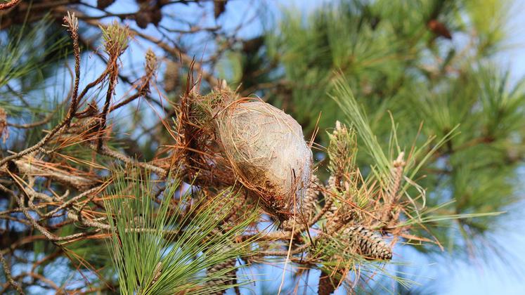 file-Les observations des nids de chenilles processionnaires du pin semblent attester d’une forte pression au cours de cet hiver.