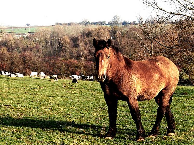 file-Les éleveurs français de chevaux de trait lancent un cri d'alarme «la filière est au bord du précipice». Â© Réussir