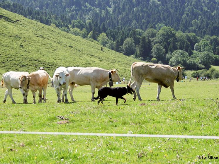 file-Le plateau du Bénou, en vallée d'Ossau, accueillera cette année encore le championnat de France de chien de troupeau. Un événement placé sous le signe de la prévention.