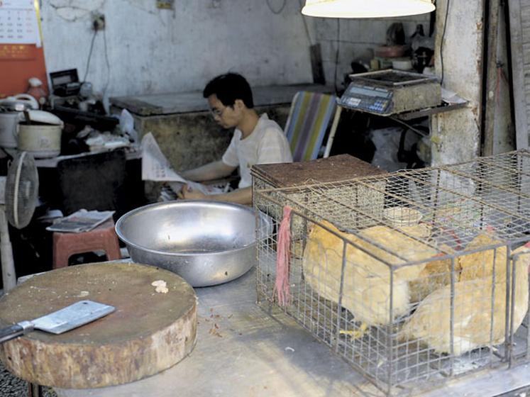 file-Juin 2010, un marchand de volailles et lapins tue et découpe à la demande. Même dans une mégapole moderne, telle Canton (11 millions d'habitants), la réfrigération est rare et l'hygiène archaique. © Réussir