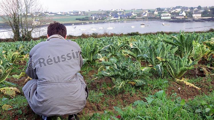 file-Les légumes, périssables, ne peuvent pas être stockés et lorsque les productions sont trop abondantes, les agriculteurs ne trouvent plus d’acheteur. Même lorsqu’ils réussissent à vendre leurs produits, les prix sont actuellement au plus bas.