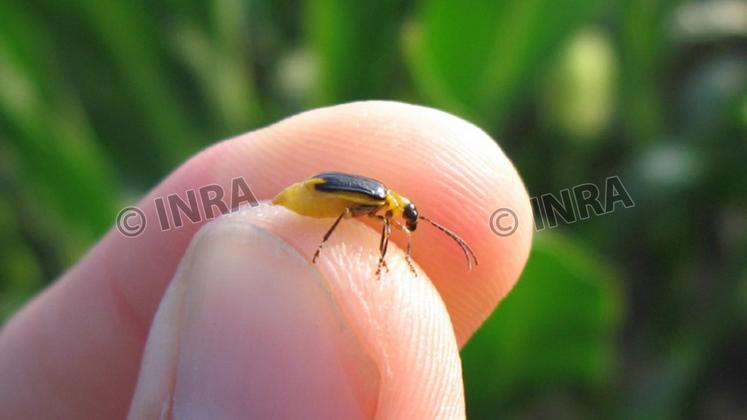 file-La chrysomèle du maïs (Diabrotica virgifera), est un coléoptère ravageur du maïs.