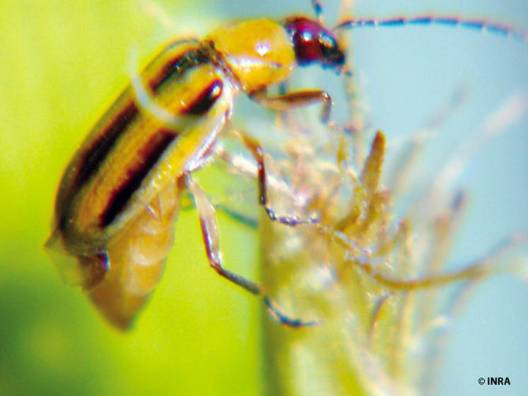 file-Malgré les zones de quarantaine et les moyens de lutte mis en place, la progression de la chrysomèle semble, pour les 
responsables d'Arvalis, inéluctable. Mais la culture reste possible, notamment gràce à  l'adaptation des itinéraires techniqu