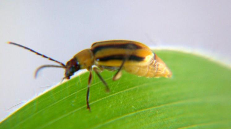 file-Autour du foyer identifié à Ger, dans les Pyrénées-Atlantiques, en 2015, quarante-cinq adultes diabrotica virgifera virgifera ont été capturés, du 8 août au 15 septembre, sur douze pièges correspondant à neuf parcelles de maïs distinctes.