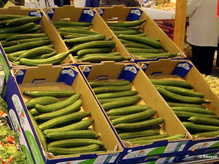 file-La crise de l'E.Coli a fortement affecté la filière française, en particulier pour les producteurs de concombre, injustement accusé d'être le vecteur de la bactérie. Â© Réussir