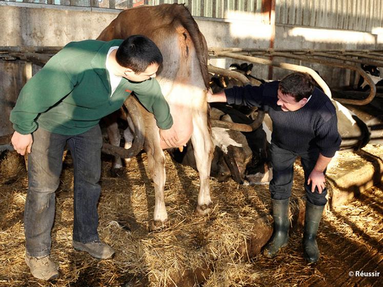 file-1.290 techniciens conseillent près de 49.000 éleveurs bovins en France. Â©Â Réussir