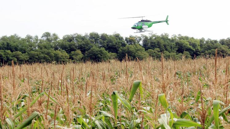 file-Dans le cas de maïs consommation, aucune intervention supplémentaire n’est nécessaire après le passage de l’hélicoptère. L’épandage des semences est, en effet, effectué alors même que le maïs est encore sur pied.