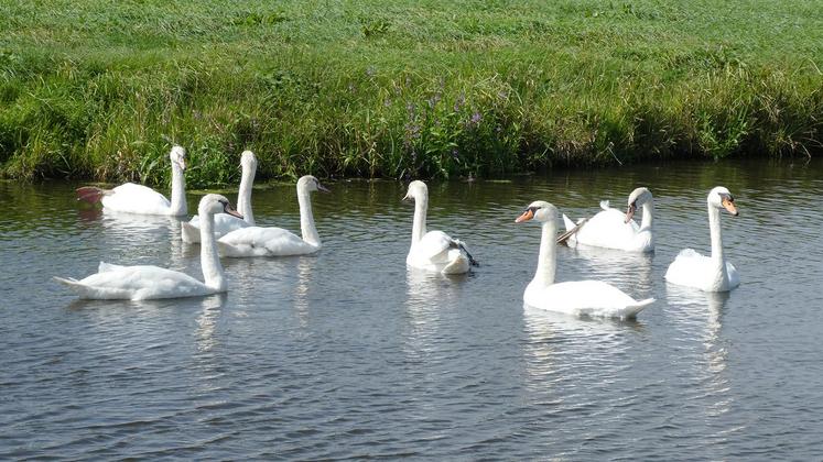 file-Les autorités craignent une propagation du virus par les oiseaux migrateurs.