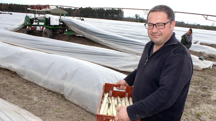 file-Protégée des rayons de soleil, l’asperge des sables préserve son teint de nacre en poussant uniquement sous terre. Dès qu’elle montre le bout de sa pointe, l’asparagiculteur mène une véritable course contre la montre pour qu’elle garde toute sa blancheur.