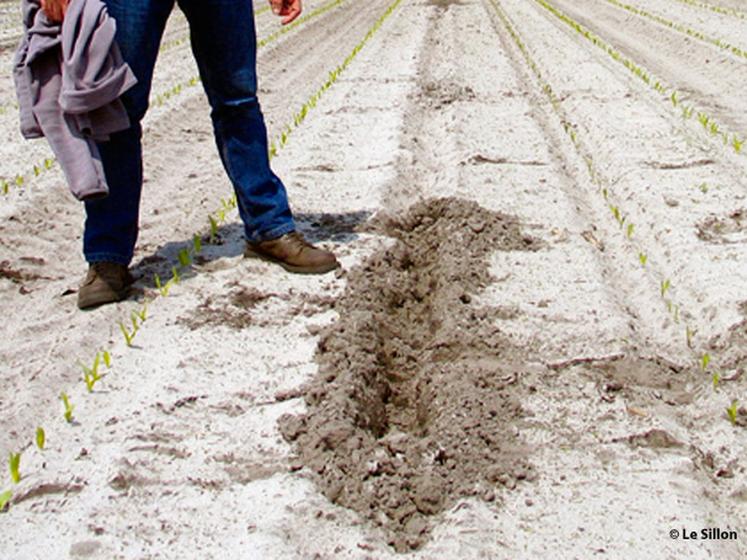file-Les dégàts doivent être supérieurs à 3 % de la surface ou du nombre de plants de la parcelle culturale détruite. © Le Sillon