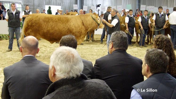 file-Sans atteindre les sommets de l'an dernier, la vente aux enchères des 11 vaches de race Limousine a été couronnée de succès.