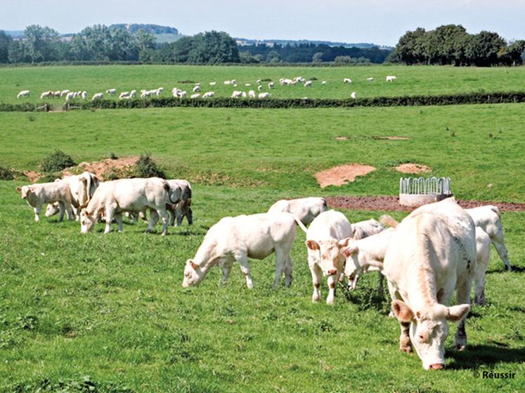 file-Après 15 ans d'existence, la charte des bonnes pratiques d'élevage est devenue la première démarche agricole d'Europe. Elle rassemble 95 % des éleveurs laitiers et mixtes et 65 % des éleveurs allaitants. Â© Réussir