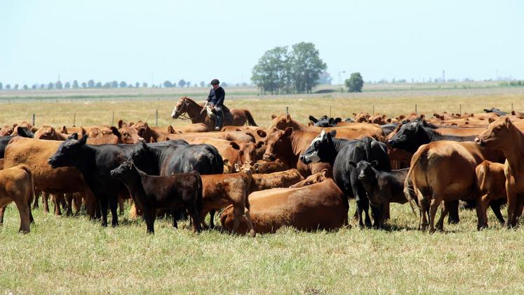 file-Le plan français est «irréaliste», commente le président de la FNB, Bruno Dufayet. «Comment voulez-vous qu’on aille dire à nos collègues canadiens, qui travaillent sur des élevages de 30.000 animaux, de passer à notre modèle sur 100 animaux ?».